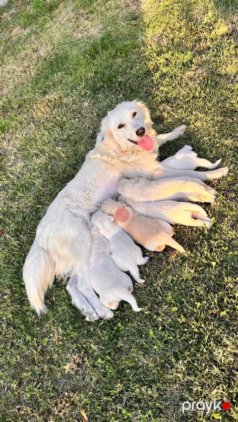 Retriever, 1 ay