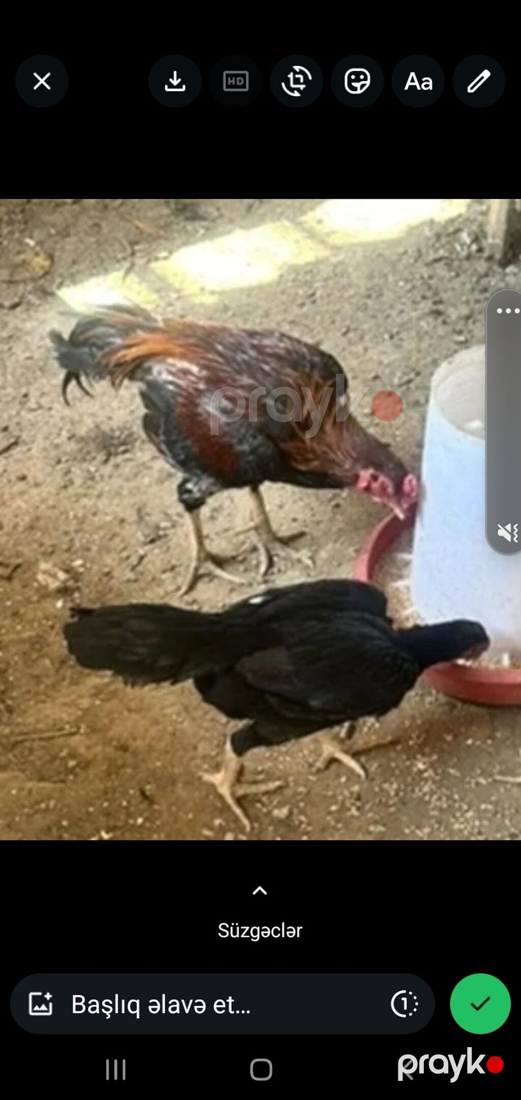 Toyuq, Adler, Damazlıq, Ünvandan götürmə, Ödənişli çatdırılma — Toyuq və xoruz, Mehdiabad (4)