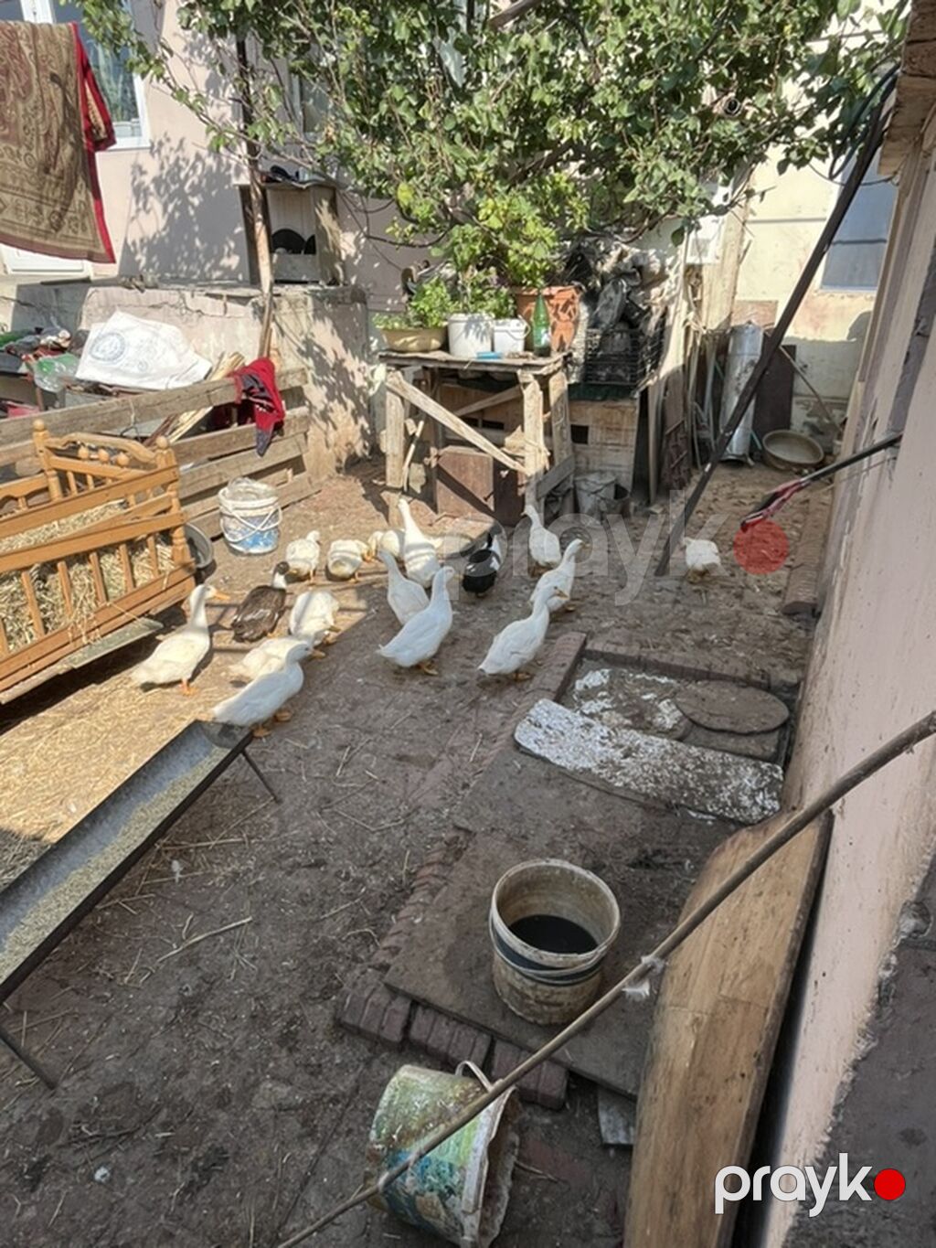 Sağlam sap sarı yağdılar ən ucuz mən qoymuşam yerim yoxdu xoruzlu — Digərləri, Masazır (5)