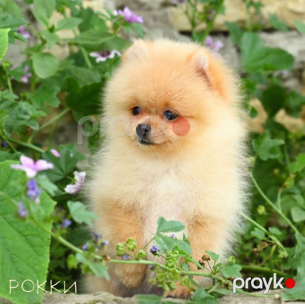 Şpitz, Erkək, Peyvəndli, Ödənişli çatdırılma — Köpəklər, Bakı (2)