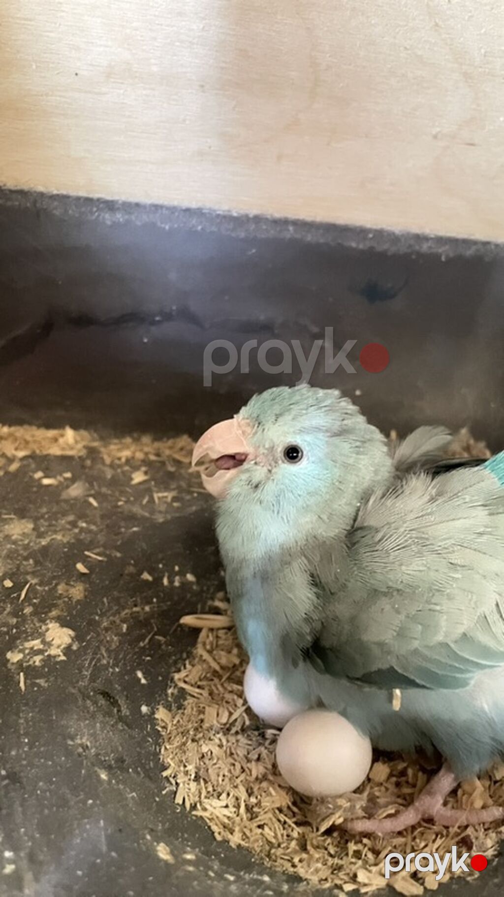 Forpus bala vermis altinda 3 yumurtasi var yene yumutayir — Tutyun papağayı, Masazır (3)