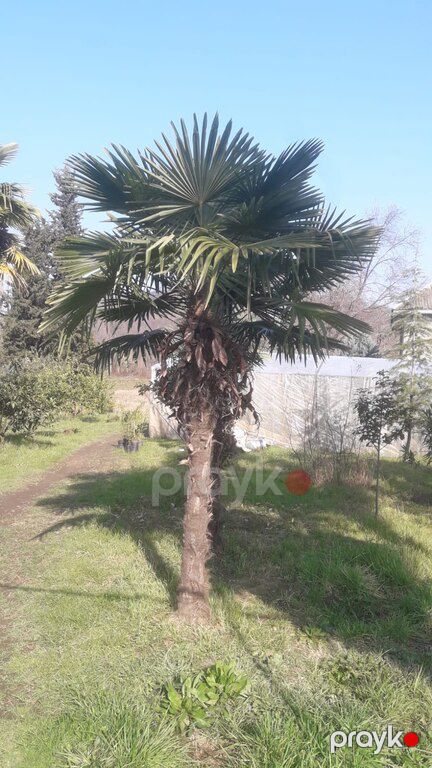 "Palma, xurma" ağacları — Bitkilər, Bakı (4)