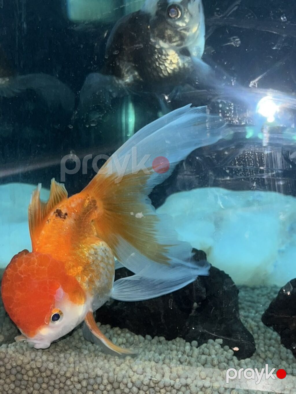 Oranda, Sülhsevər — Akvariumlar və balıqlar, Bakı (3)