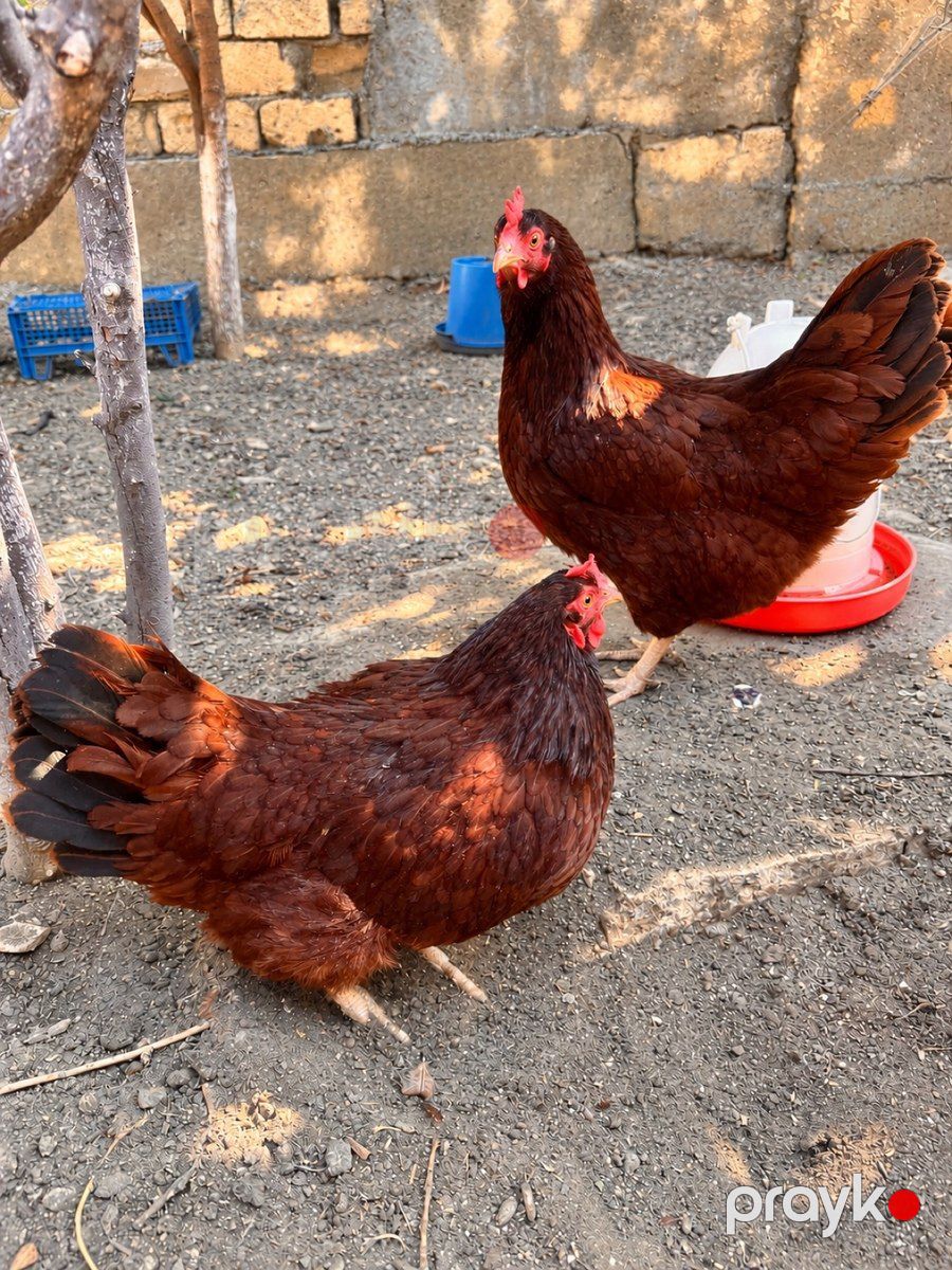 Rhod İsland Red cücəsi və yumurtası — Quşlar, Bakı (2)