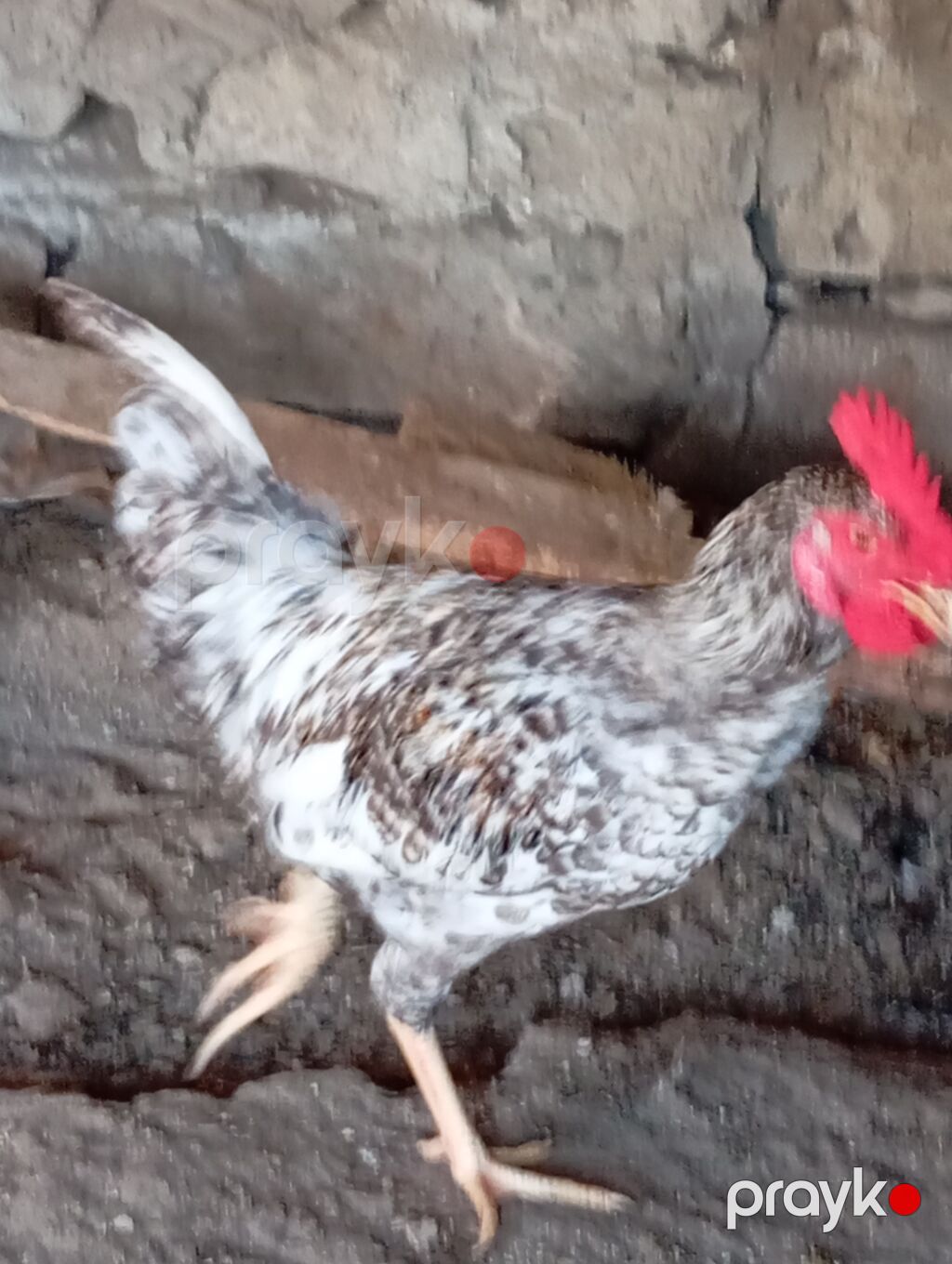 Toyuq, Damazlıq — Toyuq və xoruz, Digah (6)