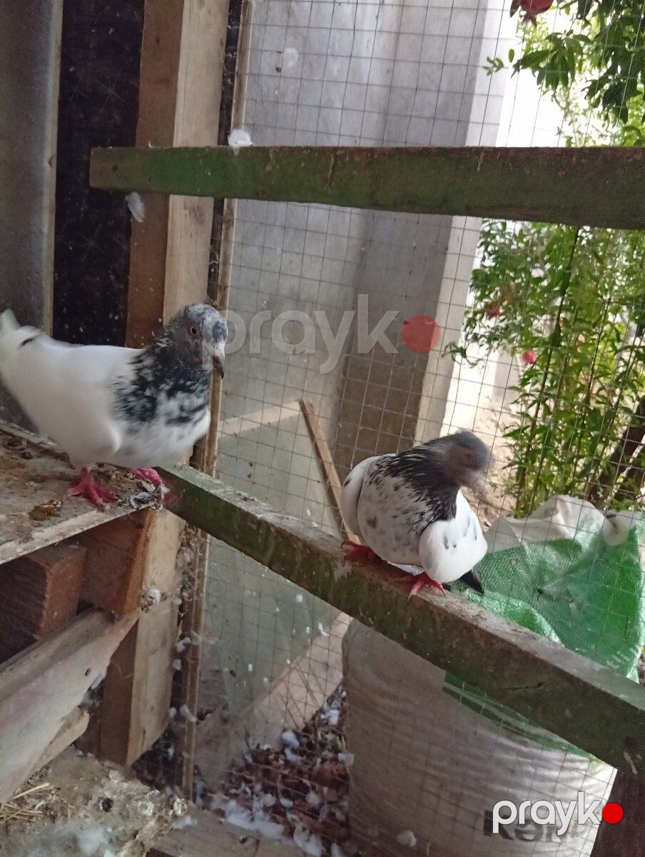 Göyərçinlər — Quşlar, Bakı (4)