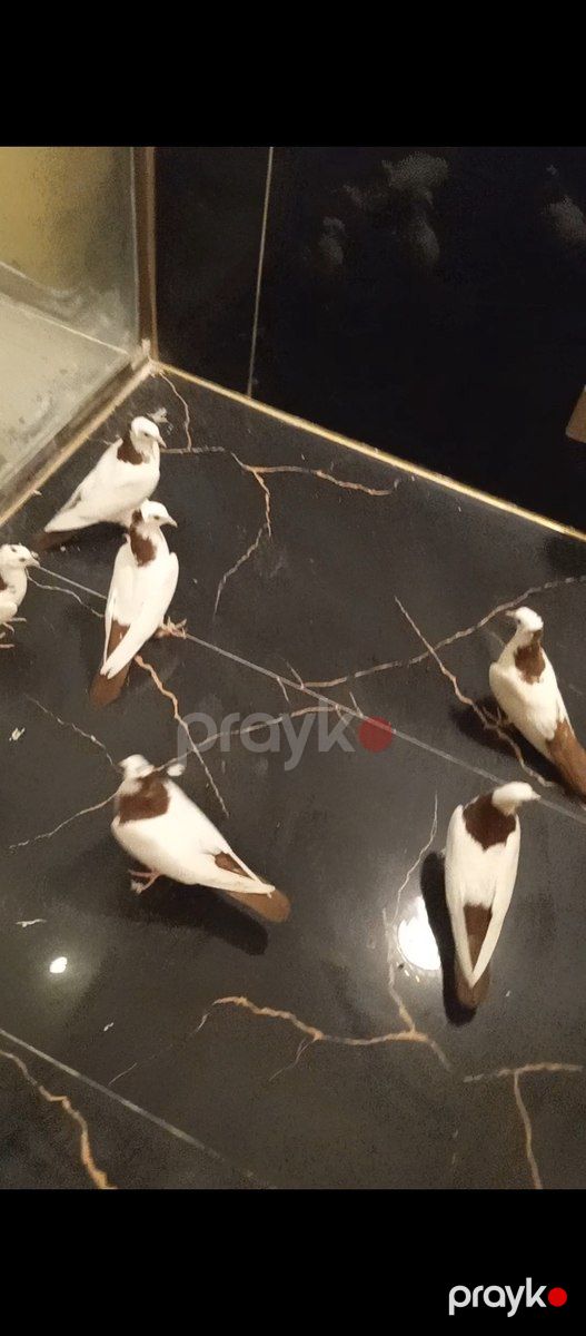 Göyərçin — Quşlar, Bakı (4)