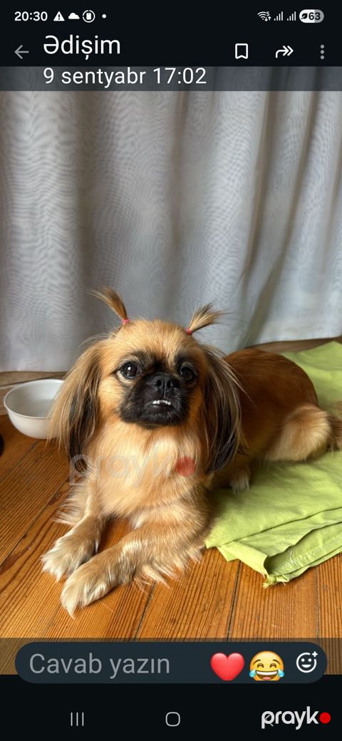 Pekines, 2 ay — Bakı