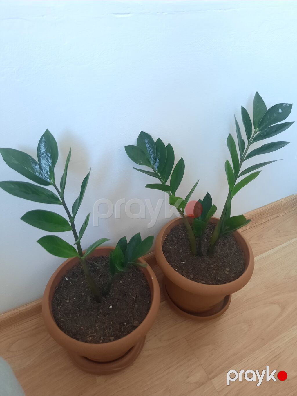 Dibçək gülü zamioculcas — Qapı bitkələri, Bakı (2)