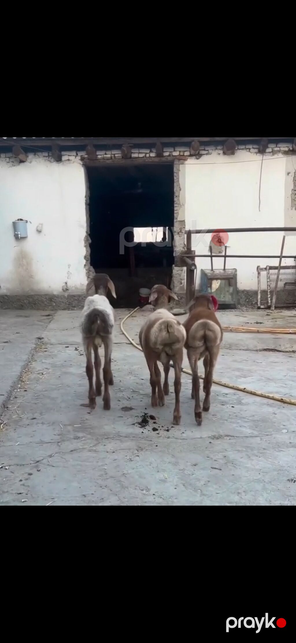 Qoyun – 3 baş, quyruqlu (yağlı quyruq) cins - Say: 3 baş gənc qoyun — Kənd təsərrüfatı heyvanları, Zaqatala (3)