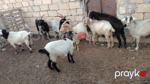 Məhsul: Yerli keçi sürüsü Təsvir:HAMSİ Cavan Heyvanlardır — Sumqayıt