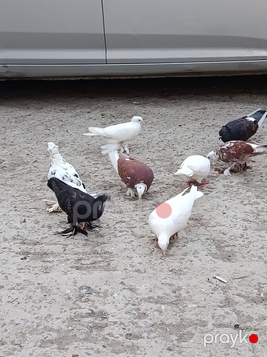 Lələyli göyərçinlər — Quşlar, Bakı (6)