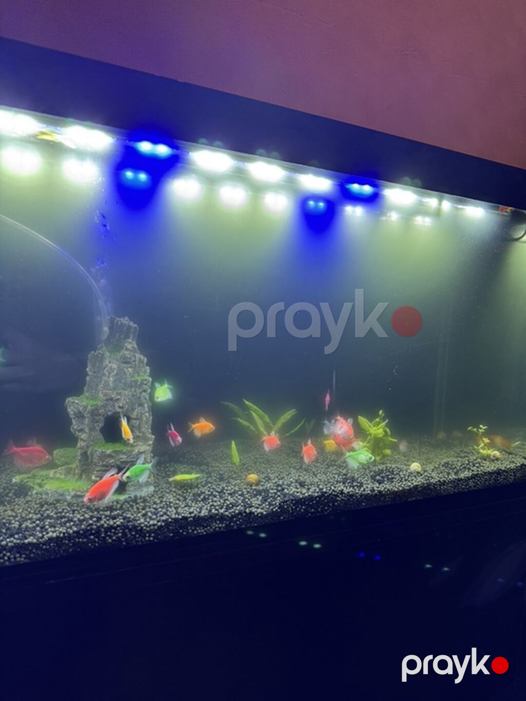 Akvaryum tv stend. – LED işıqlı, dekorativ daş və bitkilərlə — Akvariumlar və balıqlar, Bakı (3)