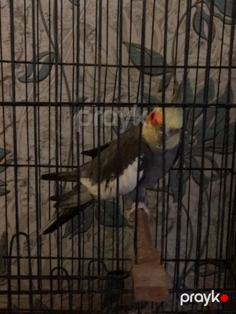 Erkək Nimfa (Cockatiel) tutuquşusu satılır — Bakı
