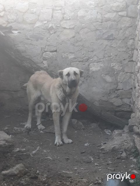 Kanqal, 1 il, Erkək, Peyvəndli, Ünvandan götürmə — Bakı