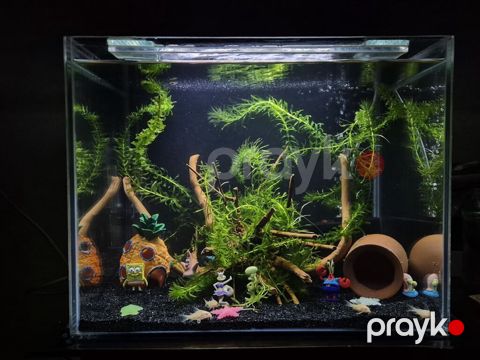Dördbucaq akvarium, 60 l — Bakı