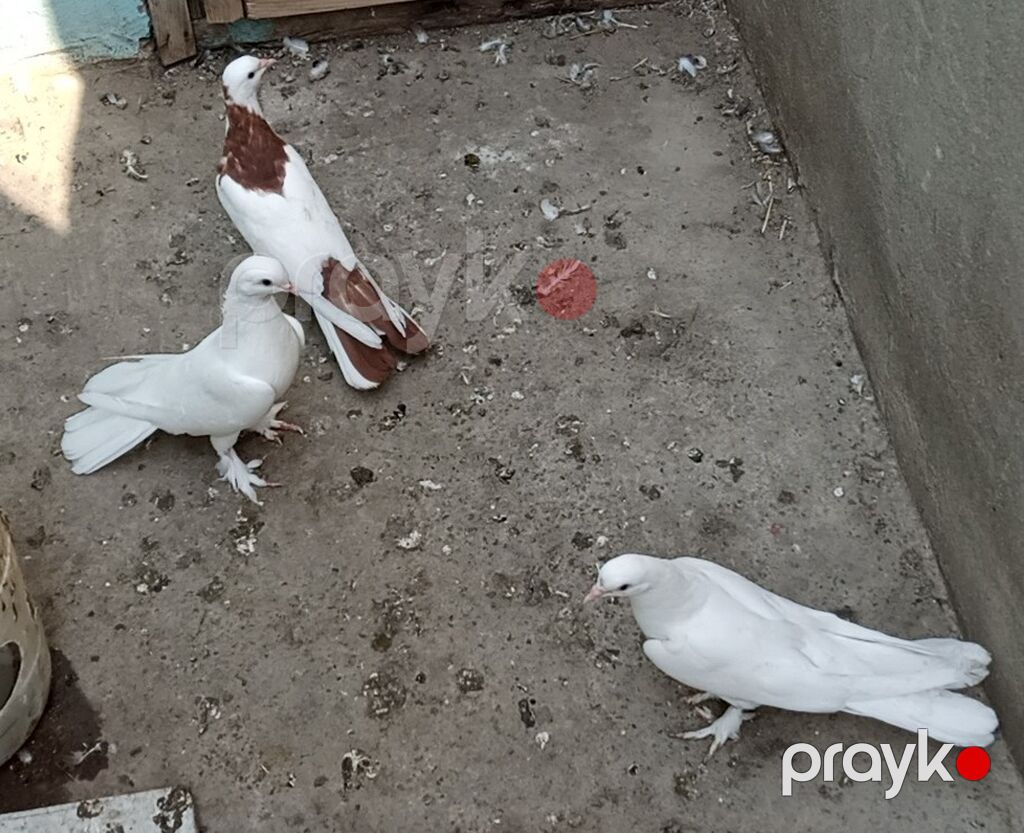 Enli quyruğ hündür ayaq badam ləleylər 3ü 50 manat ünvan Biləcəri — Göyərçin, Bakı (5)