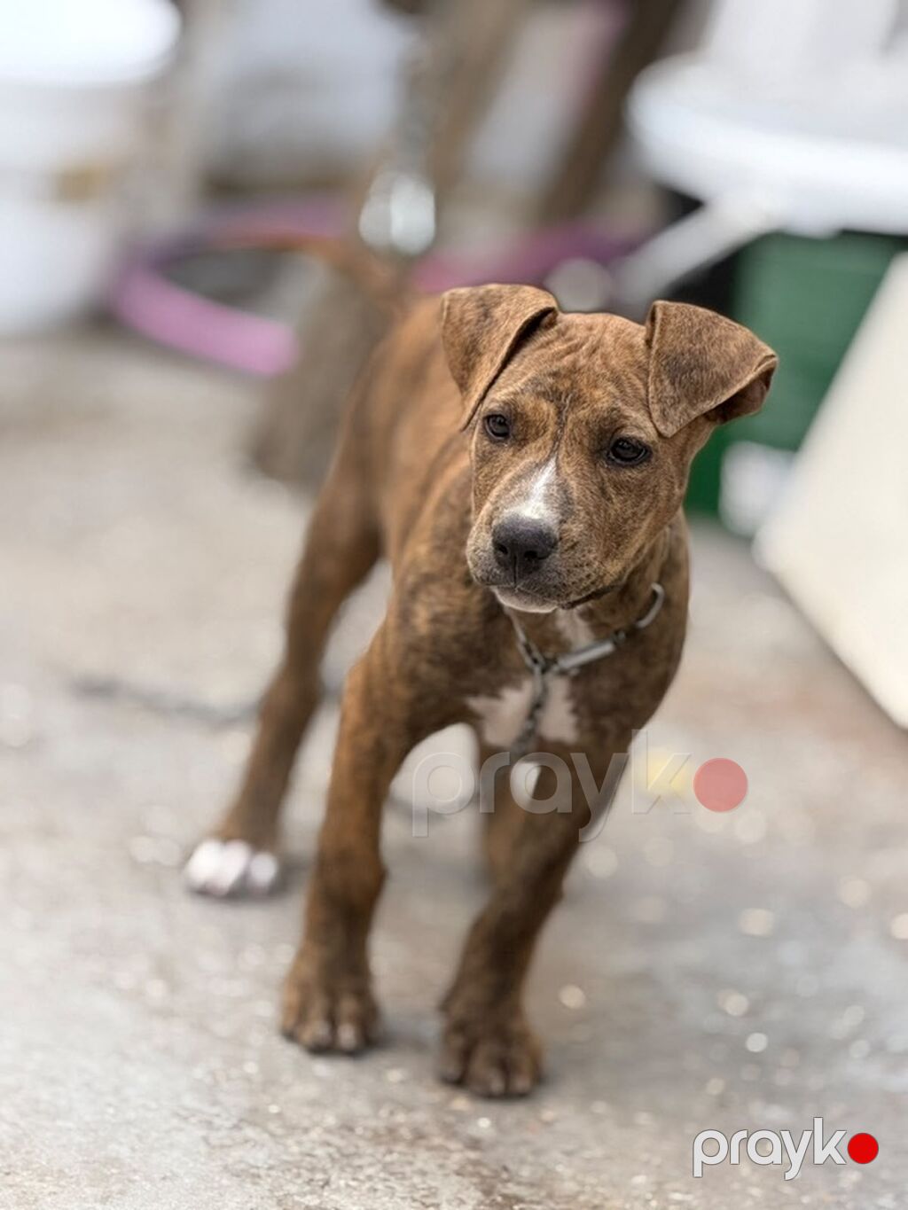Pitbul, 2 ay, Dişi, Peyvəndli — Köpəklər, Bakı (2)