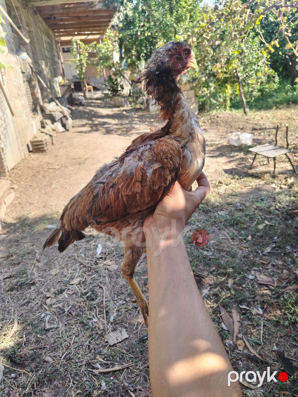 Toyuq, Damazlıq, Ünvandan götürmə — Toyuq və xoruz, Samux (4)