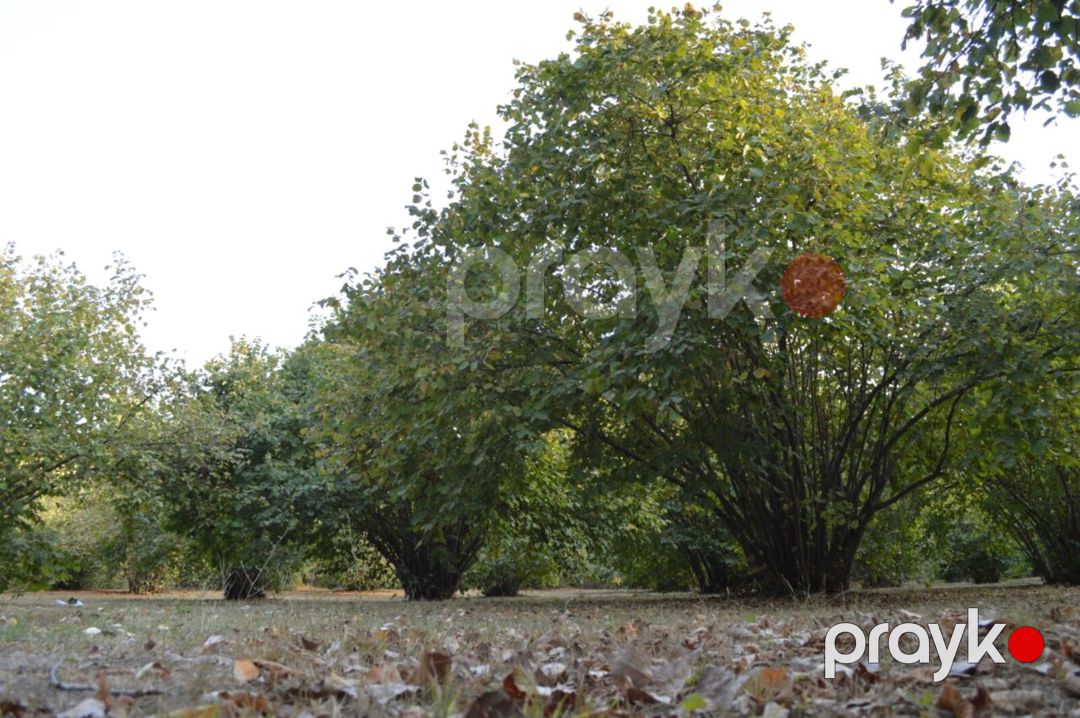 Satılır torpaq 55 sot — Torpaq, Oğuz (12)