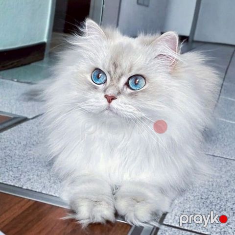 Şinşilla, Erkək, Cütləşmə üçün, Ünvandan götürmə, Ödənişli çatdırılma — Bakı