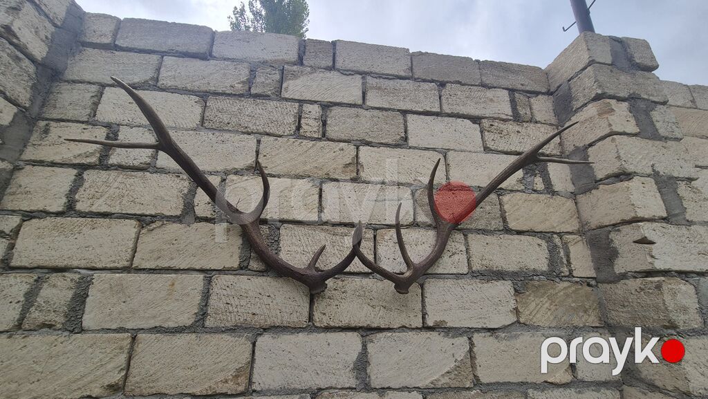 Məhsul: Təbii maral buynuzu dəsti (cüt) Təsvir: - Təbiətdən — Digər, Füzuli (2)