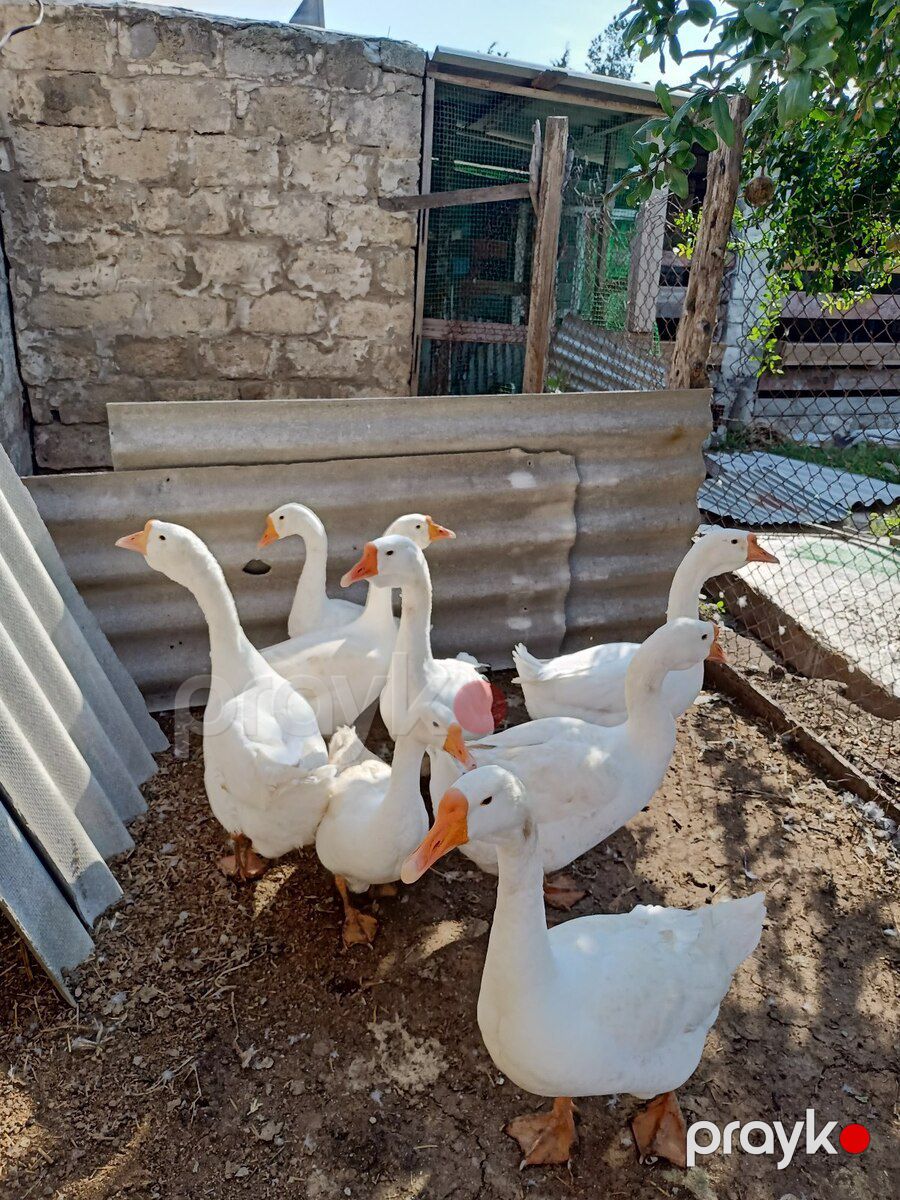 Linda qazları — Quşlar, Bakı (2)