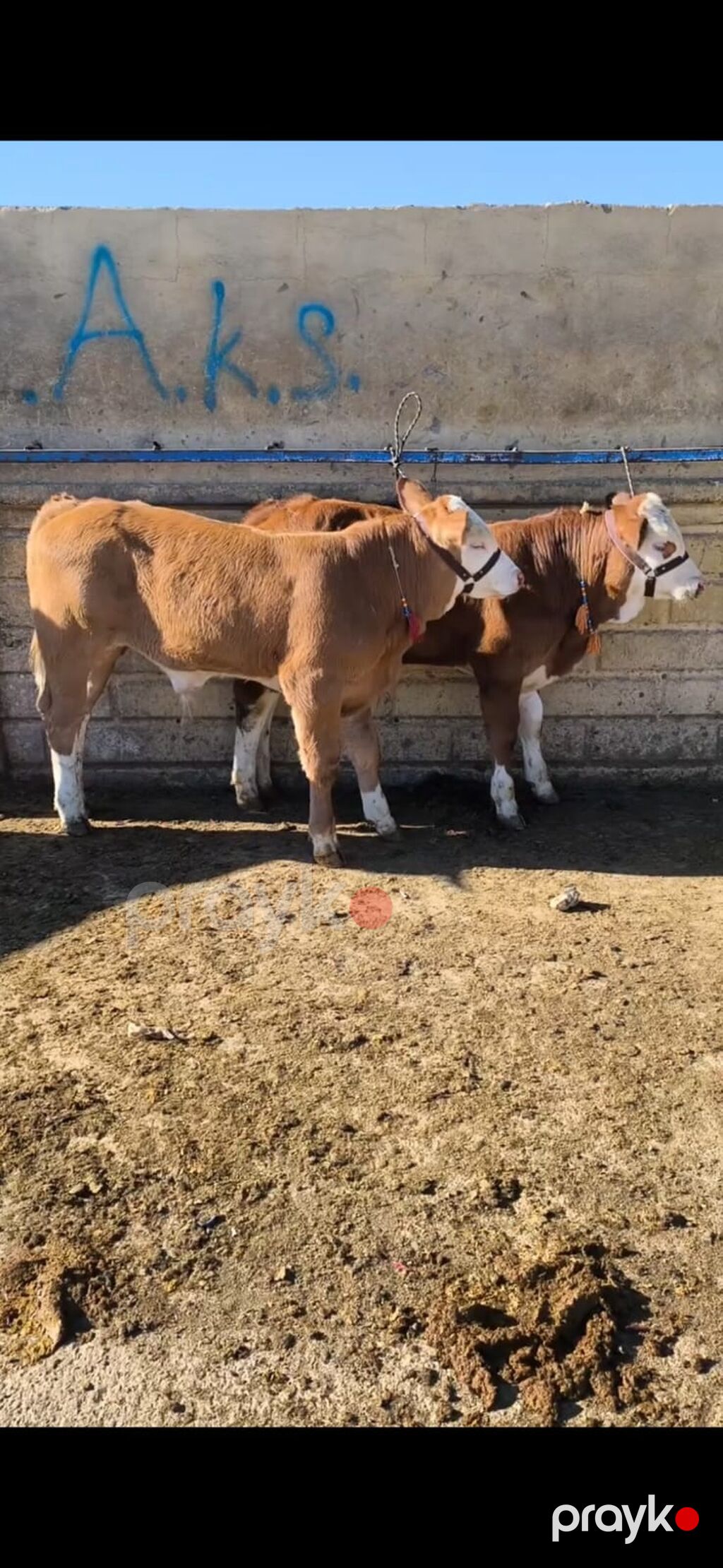 Simmental tipli dana/buzaqlar - Rəng: qəhvəyi-bəyaz, alnı və — Kənd təsərrüfatı heyvanları, Quba (3)
