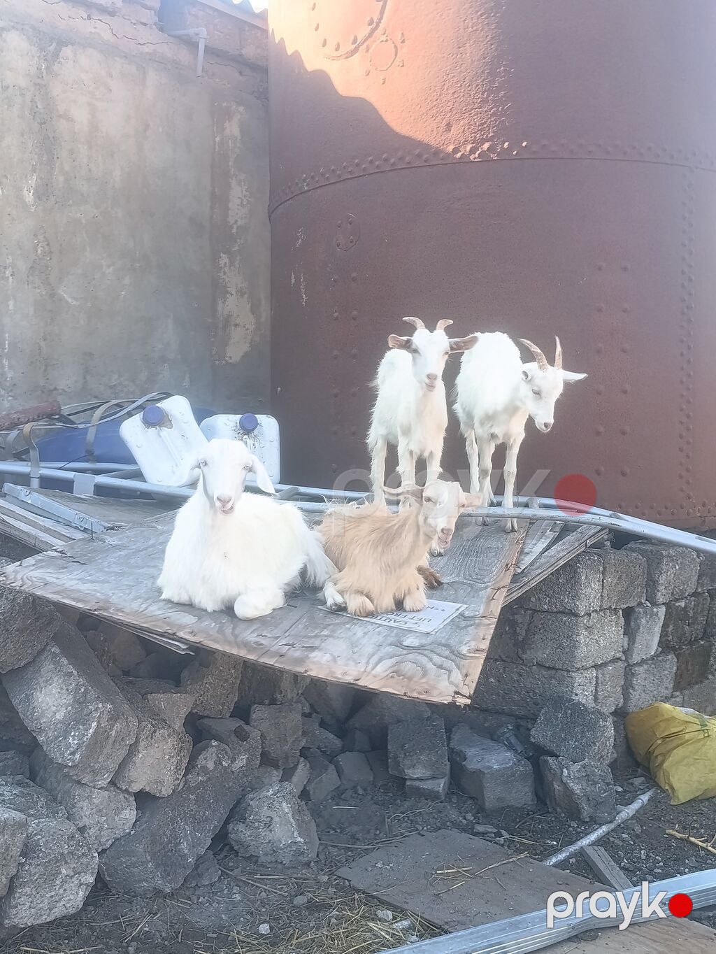 Salam Keçilər Satılır Sani 9 ədədi dişi Sani damazlıq Sani 4 — Kənd təsərrüfatı heyvanları, Digah (7)