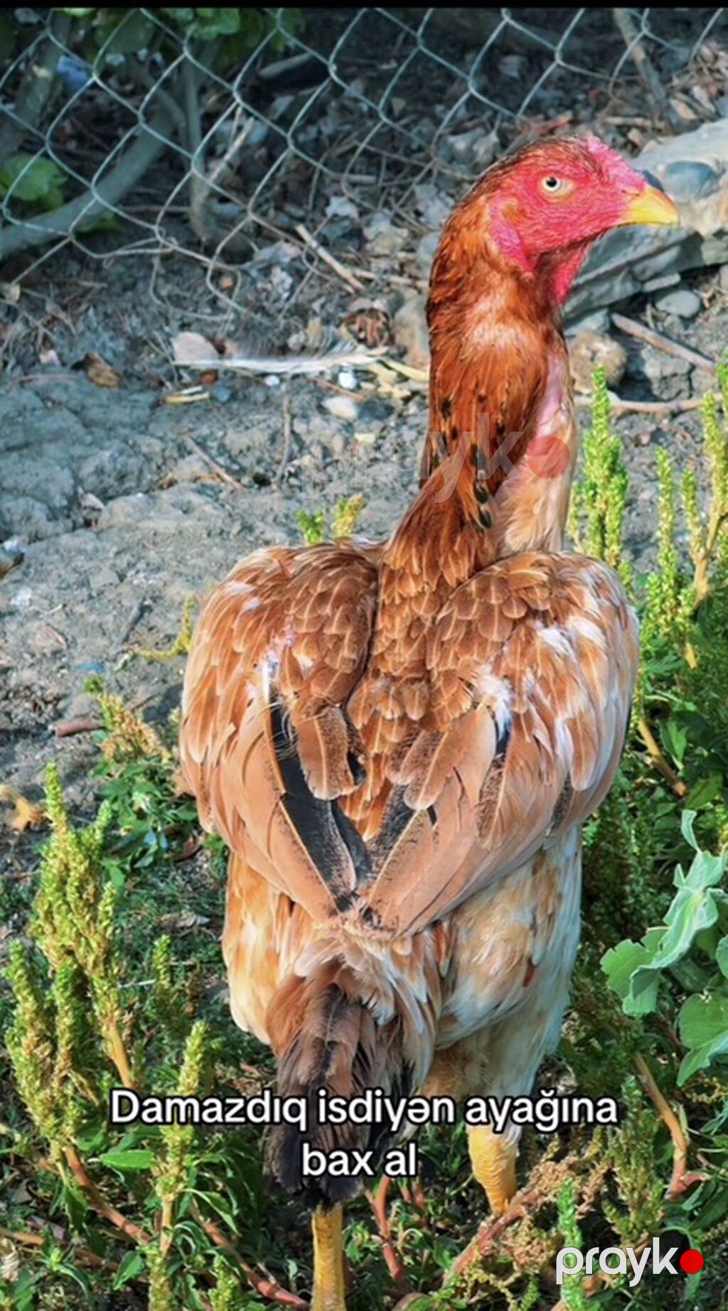 Toyuq, Damazlıq, Ünvandan götürmə, Ödənişli çatdırılma, Rayonlara çatdırılma — Toyuq və xoruz, Göytəpə (2)