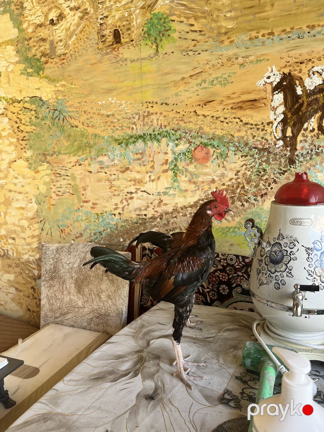 Heyratı — Quşlar, Bakı (5)