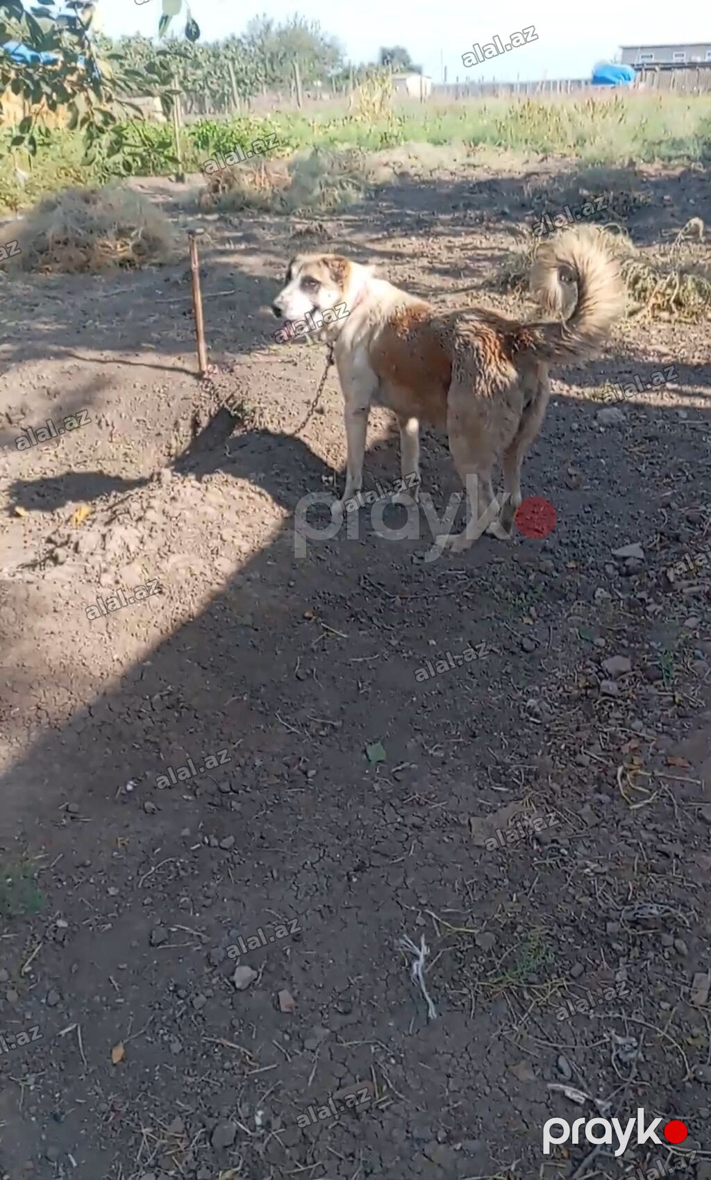 Dişi it satılır ucuz qiymətə super bala verir birdəfə doğub — Heyvanlar, Cəlilabad (3)