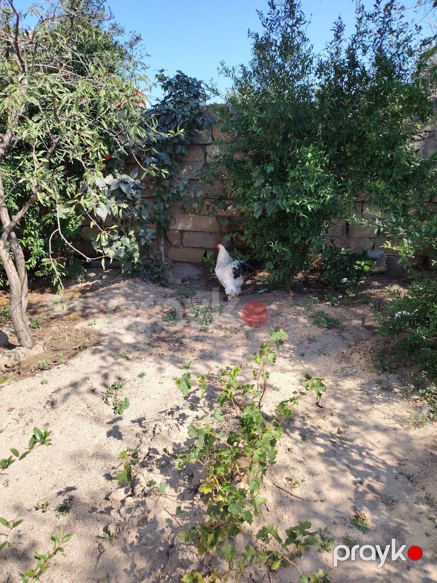 Brama layt xoruzu — Quşlar, Bakı (4)