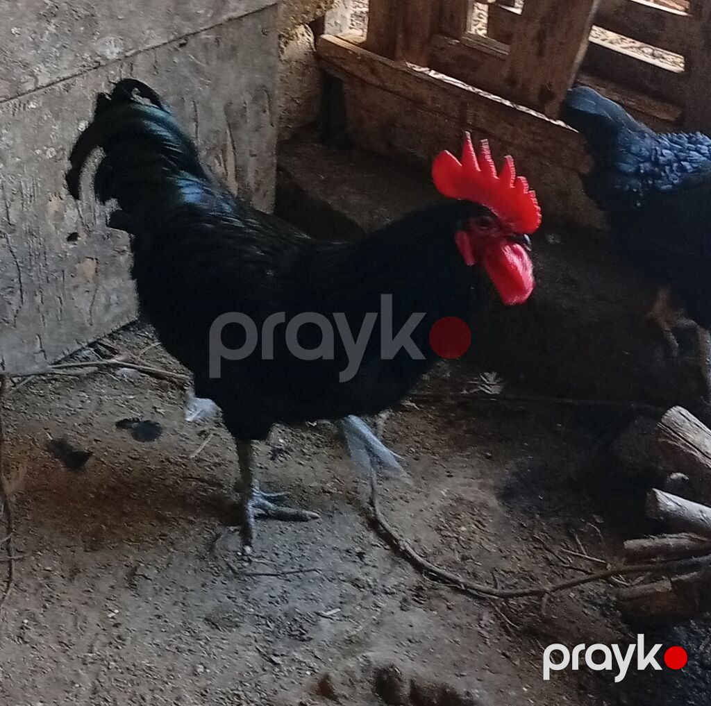 Xoruz, il: >5 Ünvandan götürmə — Toyuq və xoruz, Bakı (4)