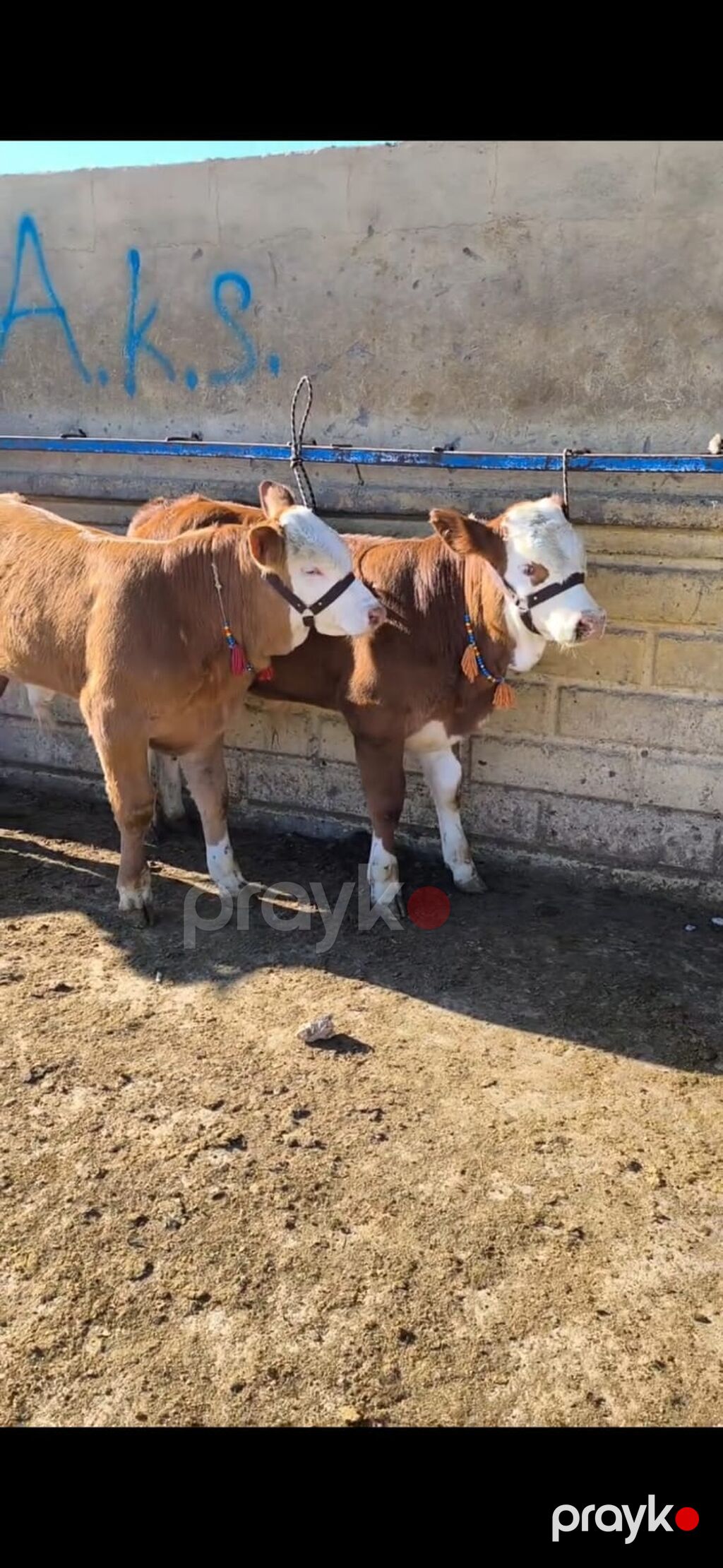 Simmental tipli dana/buzaqlar - Rəng: qəhvəyi-bəyaz, alnı və — Kənd təsərrüfatı heyvanları, Quba (4)