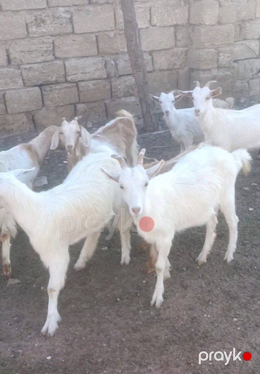 Hələb keçisi — Kənd təsərrüfatı heyvanları, Bakı (2)
