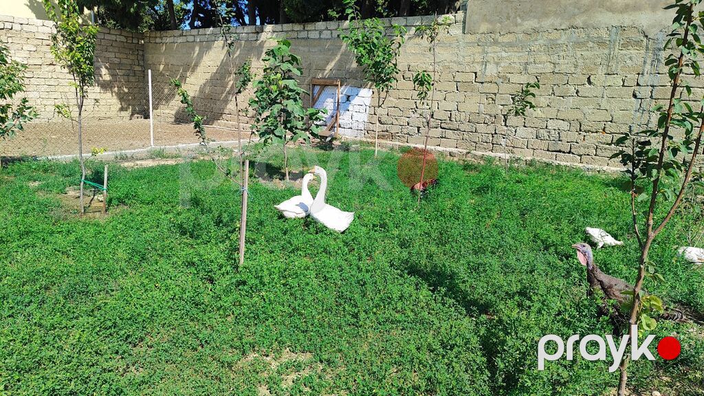 Linda qazı satılır. Hazır yumurtalayan cüt. 13 aylıq heyvanlardı — Digərləri, Bakı (2)