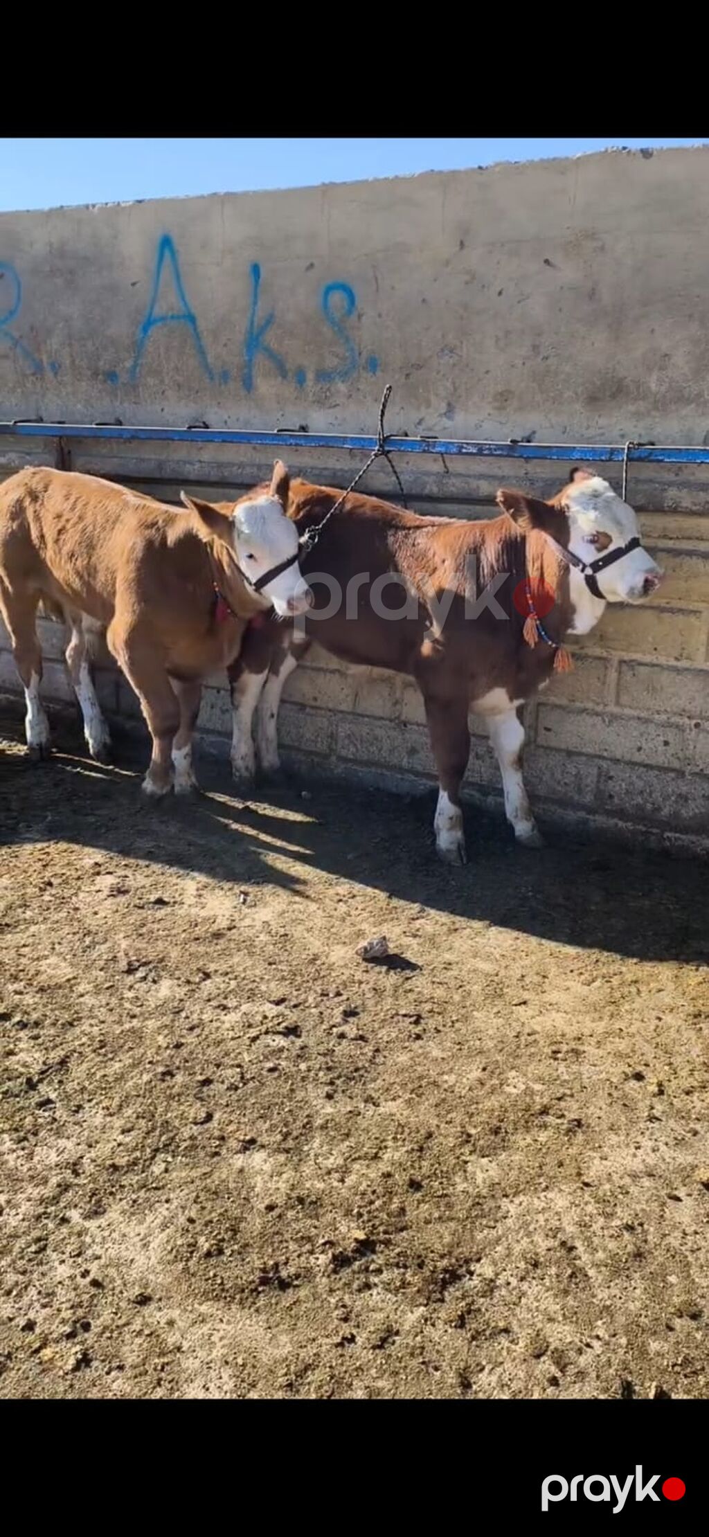 Simmental tipli dana/buzaqlar - Rəng: qəhvəyi-bəyaz, alnı və — Kənd təsərrüfatı heyvanları, Quba (2)