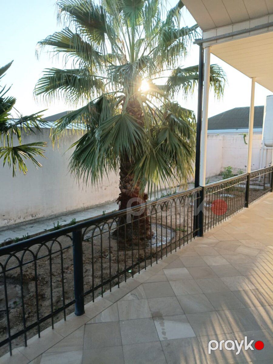 Palma ağacları — Bitkilər, Bakı (3)
