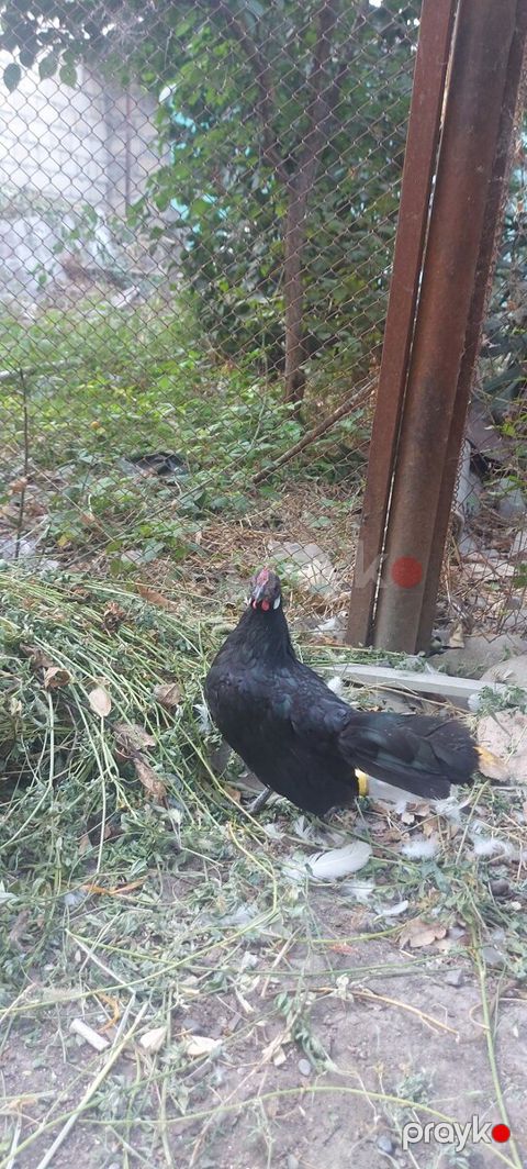 Yaponkalar — Bakı