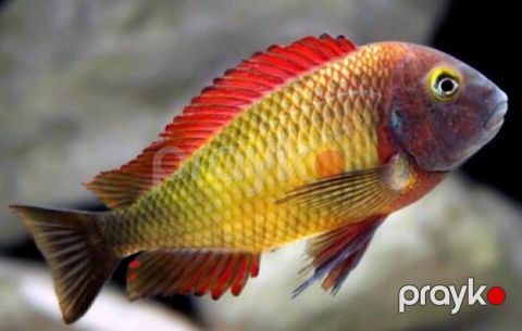 Tropheus balığı — Bakı