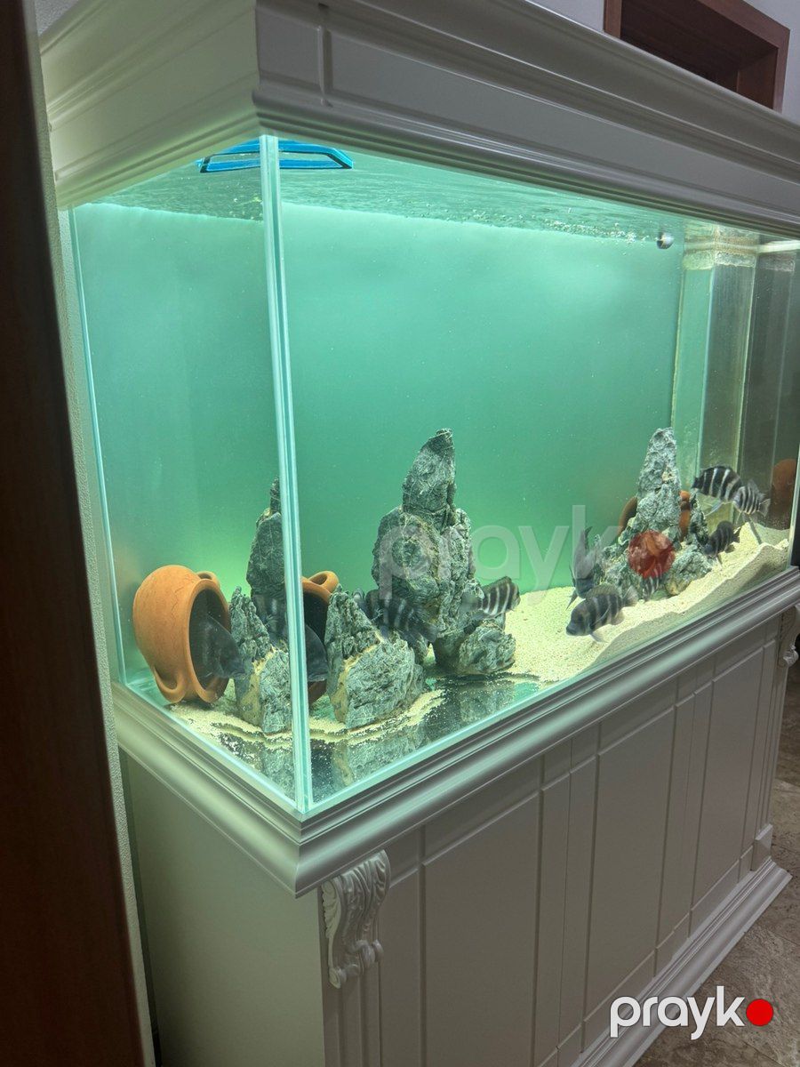 Akvarium — Akvariumlar və balıqlar, Bakı (2)