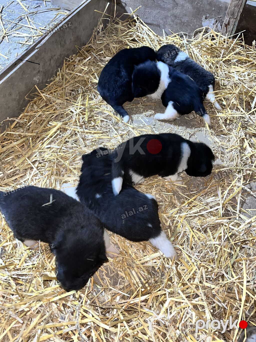 Akita-inu, Peyvəndli, Ödənişli çatdırılma — Heyvanlar, Bakı (4)