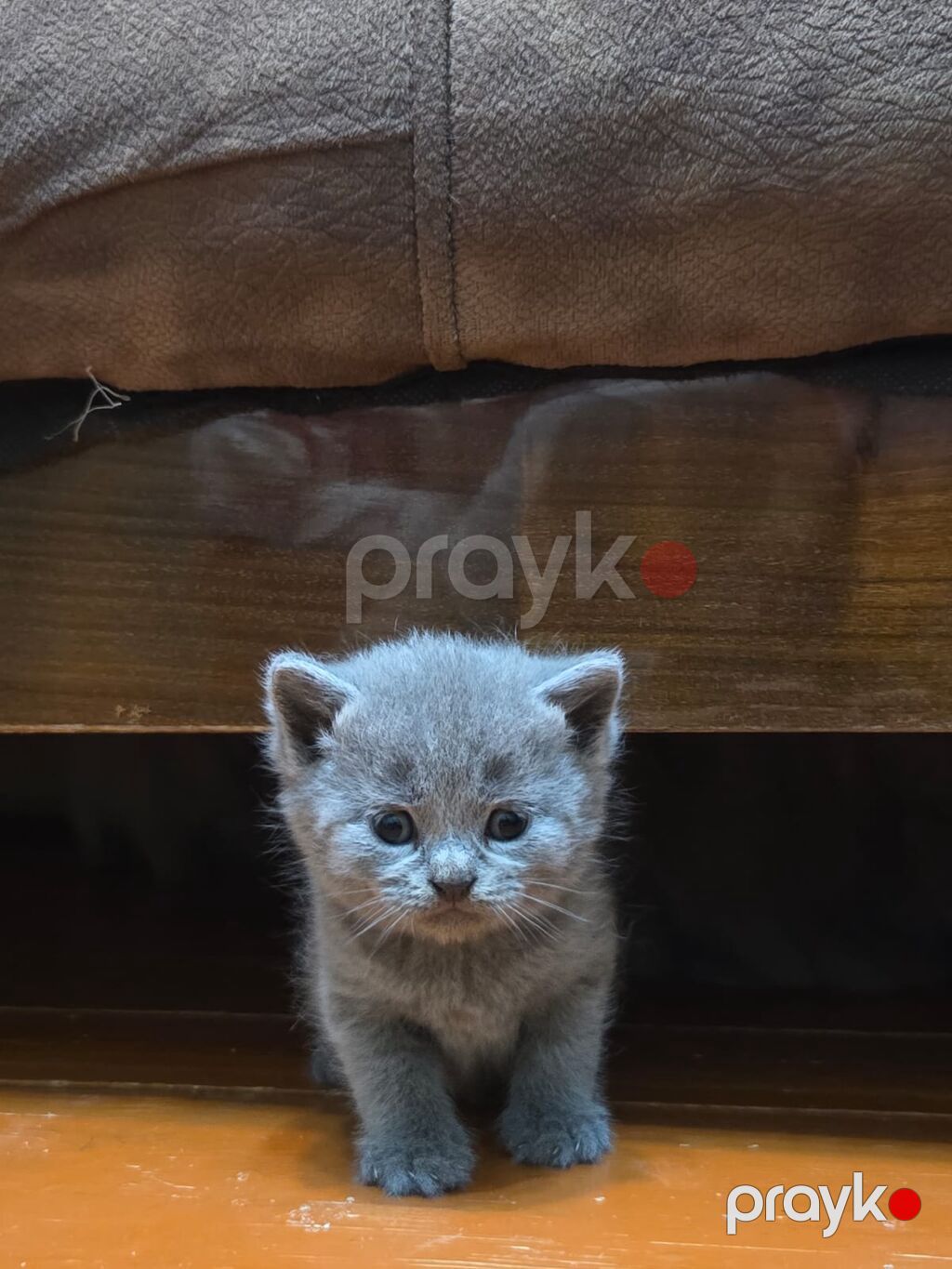 Britan — Pişiklər, Bakı (3)