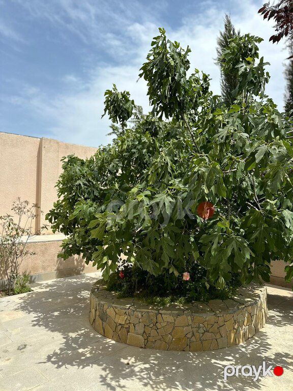 Bağ evi kirayə verilir, Şüvəlan qəs — Ev, villa, Bakı (12)