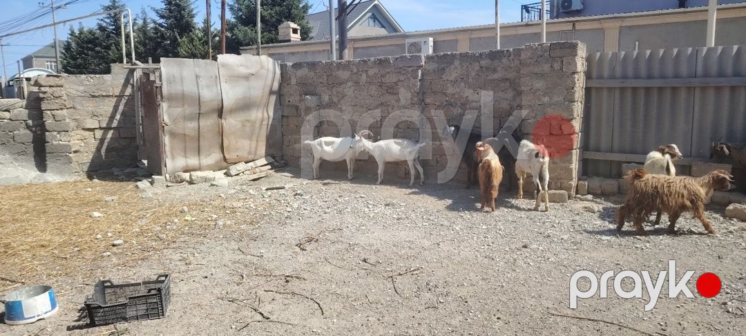 Keçilər və çəpişlər — Kənd təsərrüfatı heyvanları, Bakı (7)