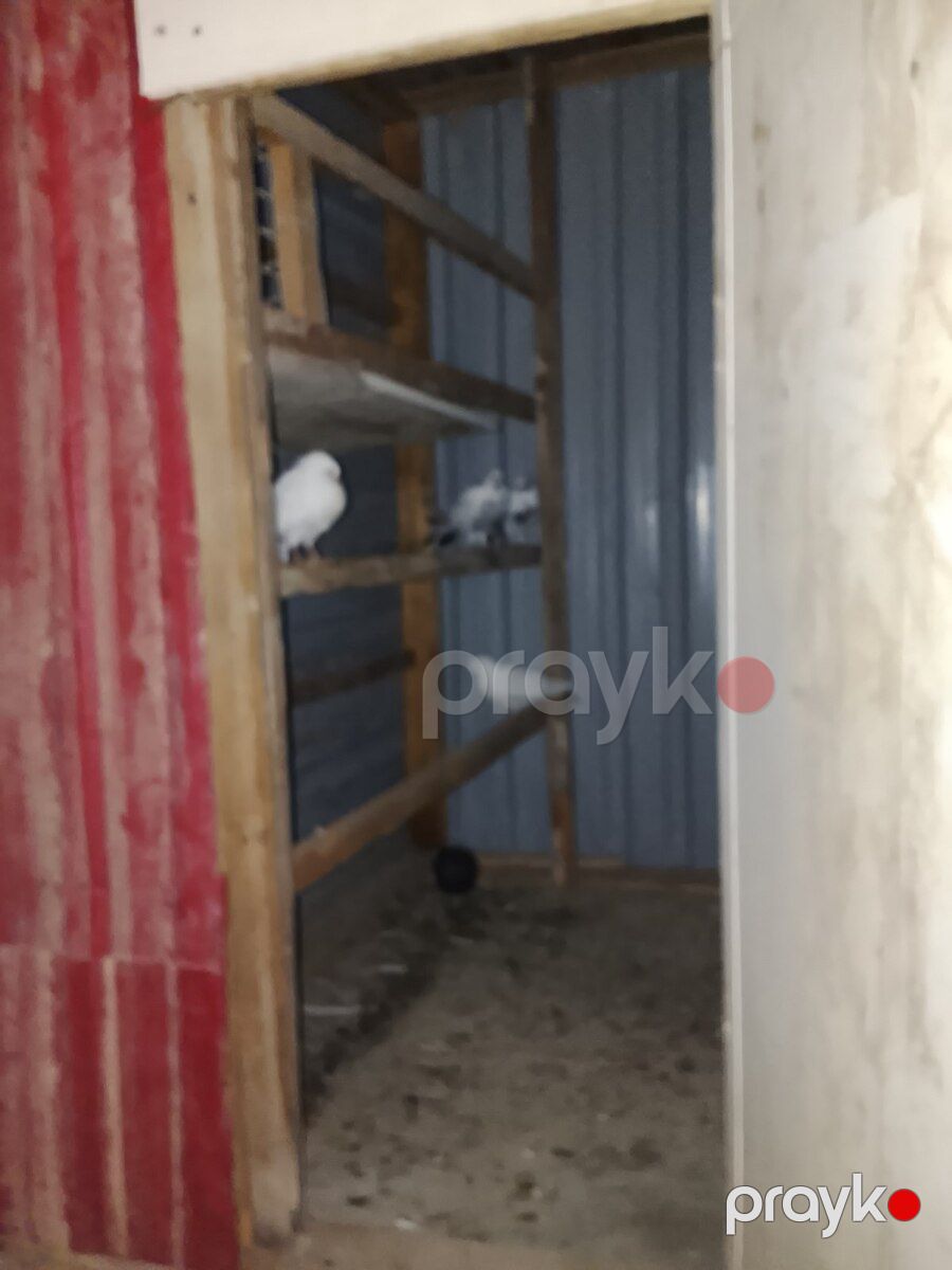 Quş yuvası — Heyvan malları, Bakı (3)