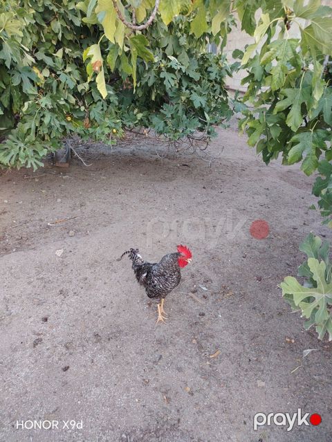 Xarkov xoruzları — Saray