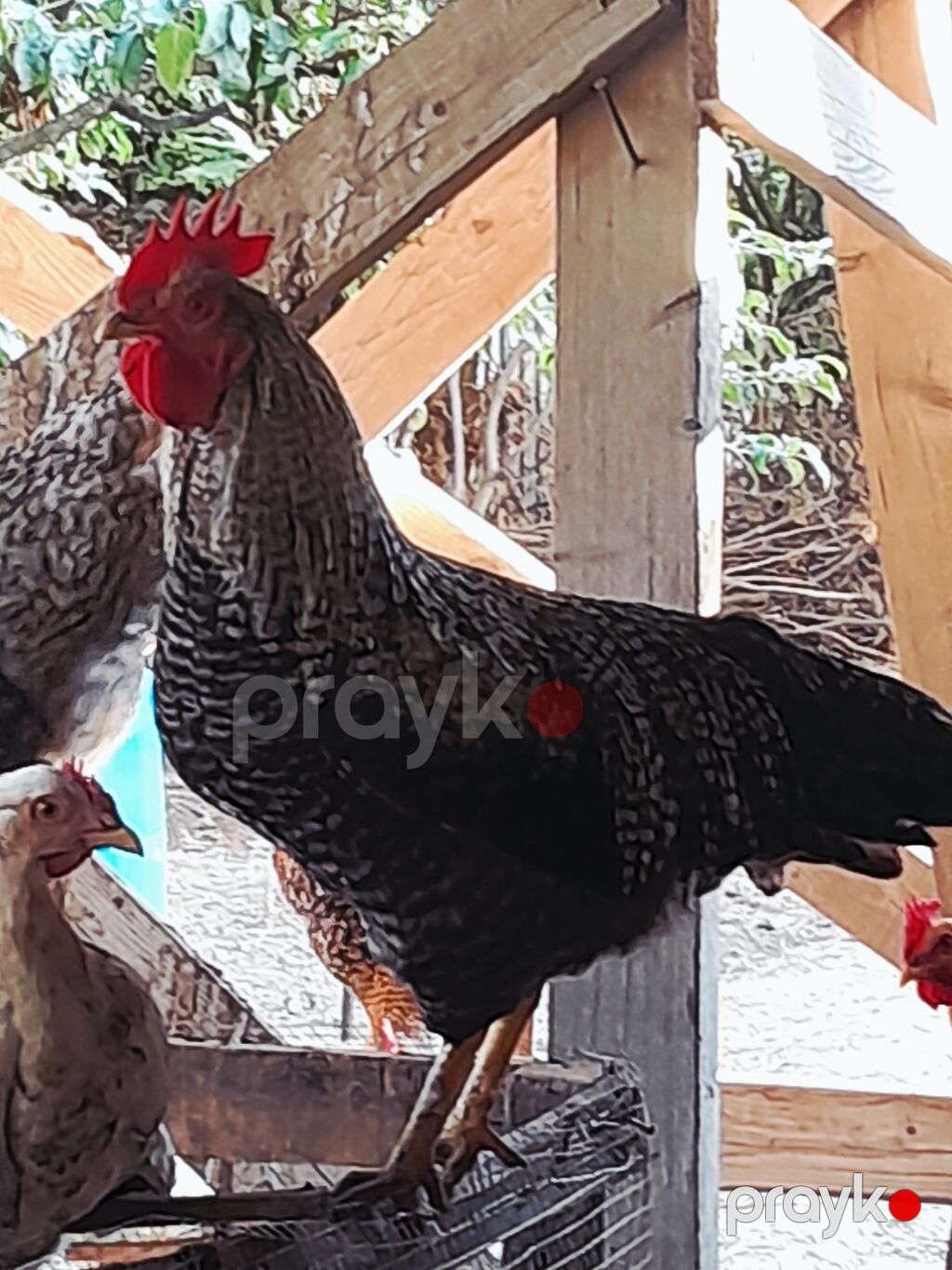 Toyuq, Damazlıq — Toyuq və xoruz, İsmayıllı (3)