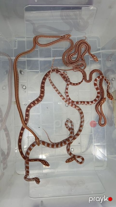 Cornsnake babys Qeyd: Göndərilən şəkillərdə eyni növə aid bir neçə — Bakı